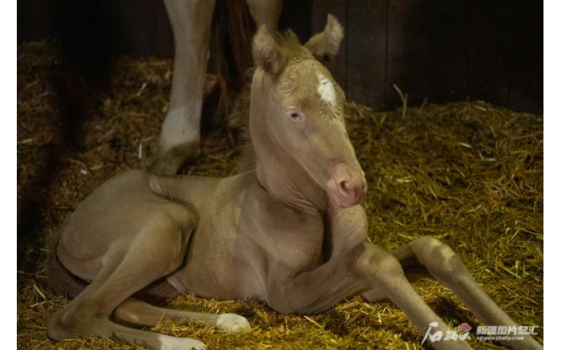 萌萌噠！小汗血馬在烏魯木齊“趕趟兒”出生
